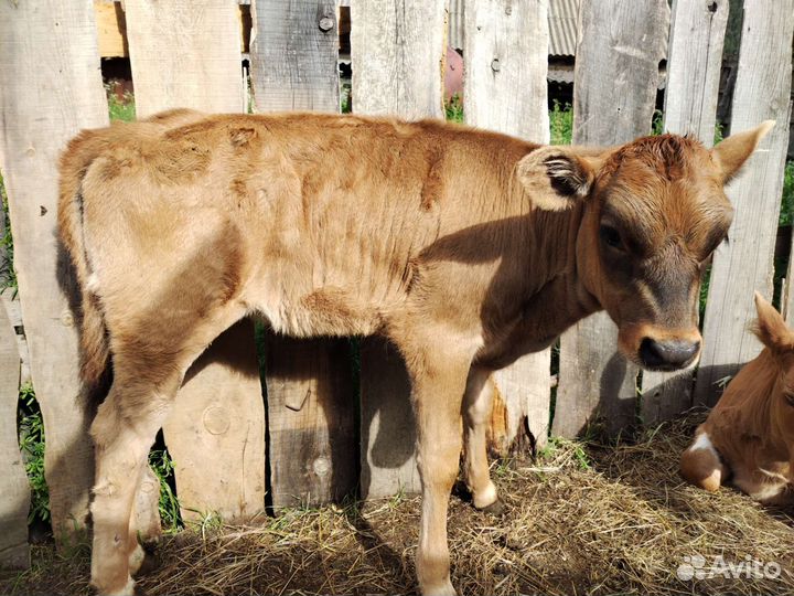 Тёлочка 2 месяца