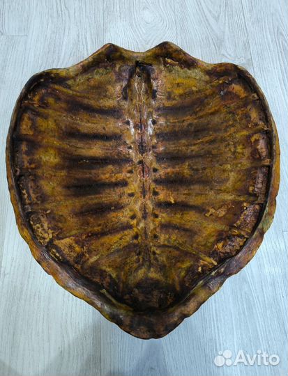 Черепаха панцирь