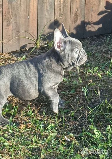 Изабелла генная девочка