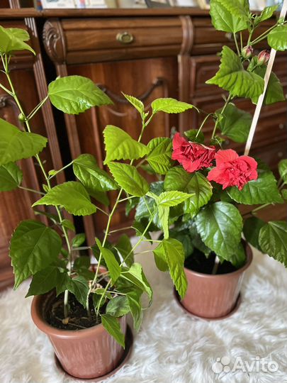 Домашняя роза