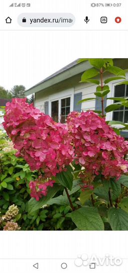 Гортензии разные 3,4,5,6л