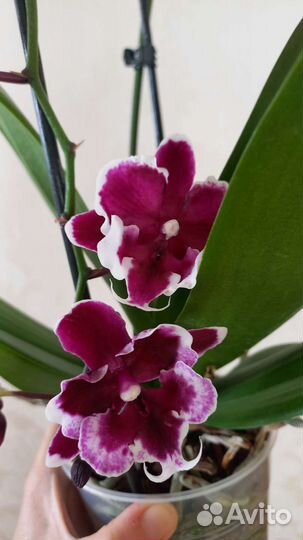 Фаленопсис биг лип