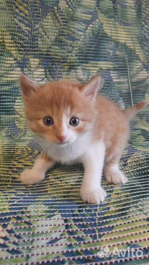 Котята бесплатно