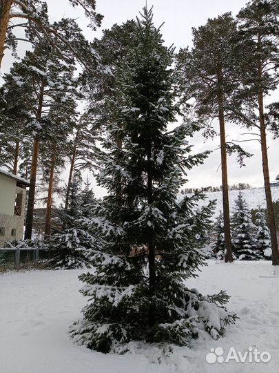 Живые ёлки на новый год