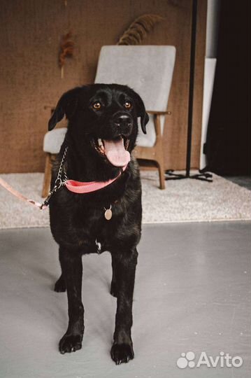 Метис лабрадора в добрые руки