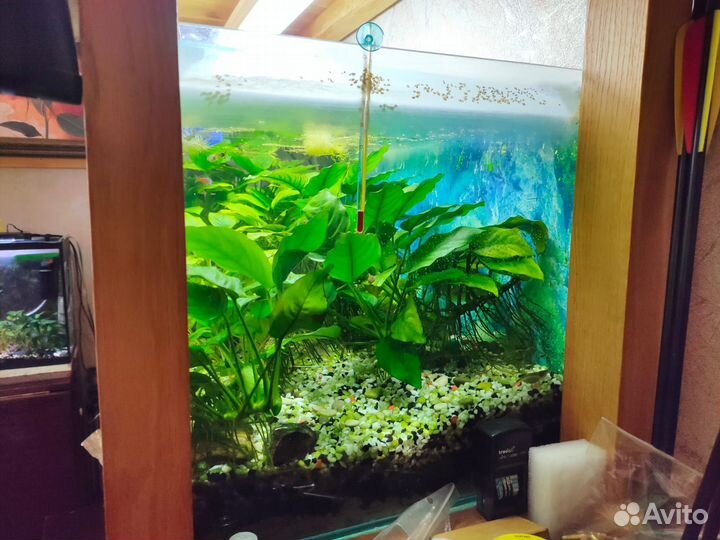 Аквариумы 100л и 30л со всем оборудованием и рыба