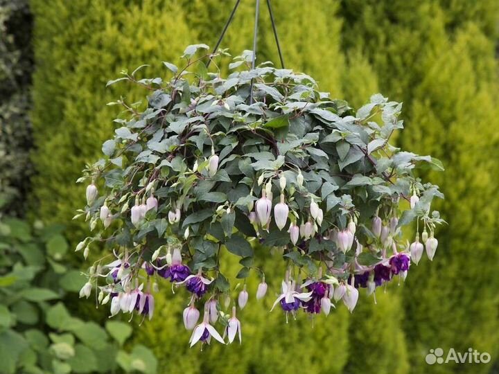 Фуксия (4 сорта)