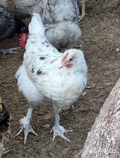 Молодые петухи