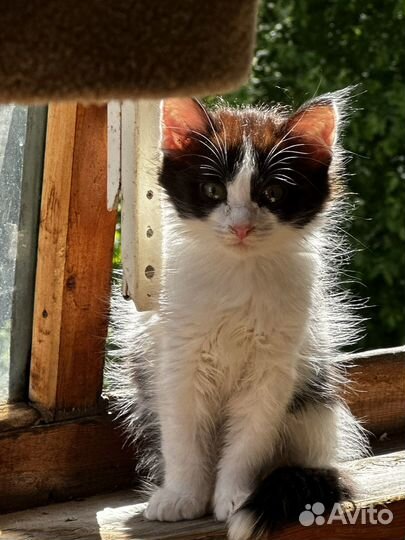 Котенок мальчик в добрые руки