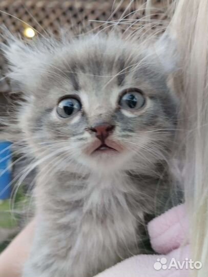 Кошки в добрые руки бесплатно