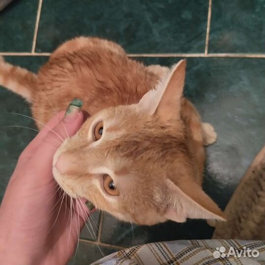 Потерялся кот
