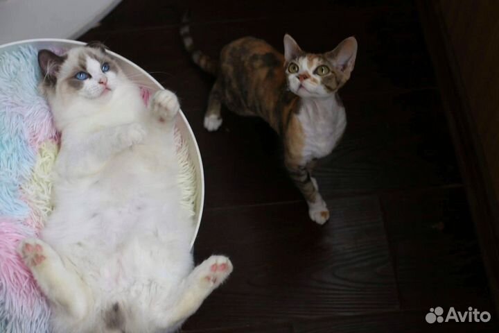 Hermes мальчик рэгдолл