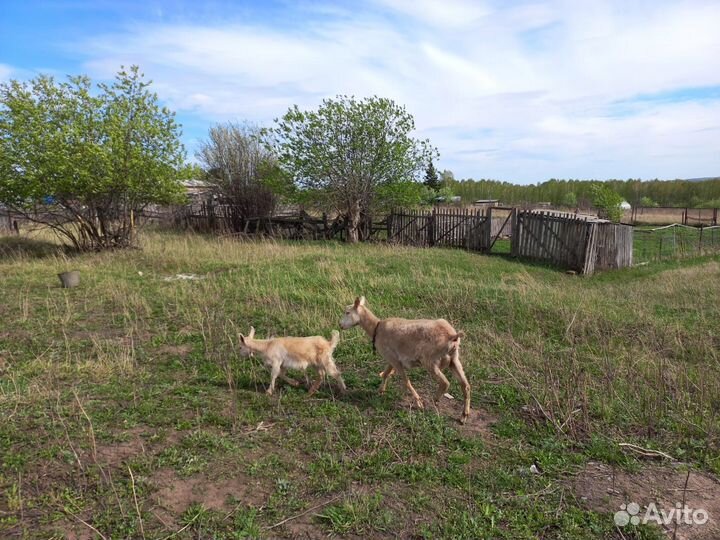 Продам козу с козлёнком
