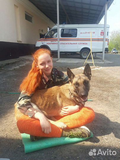 Передержка, дрессировка. Собаки спасатели