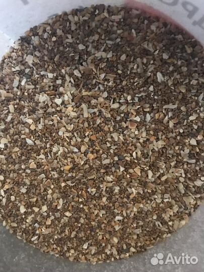 Ракушка морская