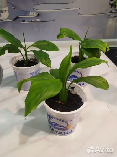 Спатифиллум