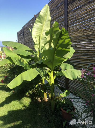 Банановые Пальмы