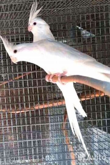 Корелла безщекая