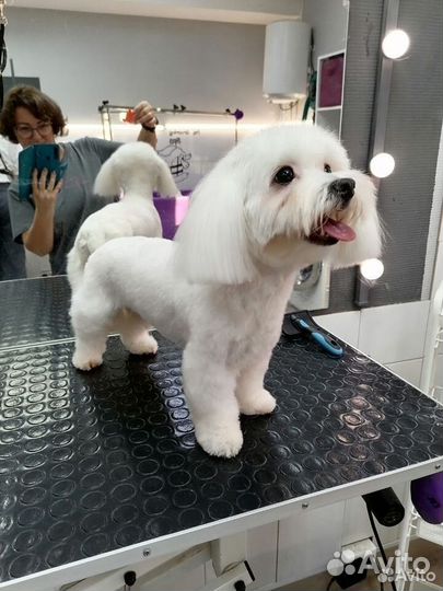 Грумер. Стрижка собак