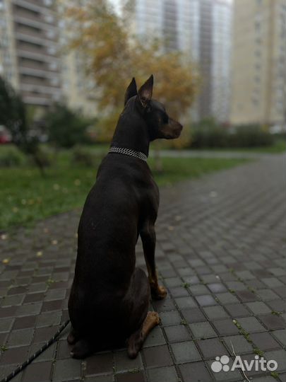 Доберман вязка