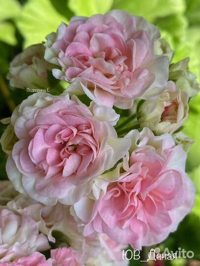 Та Лимончелло Айгуль