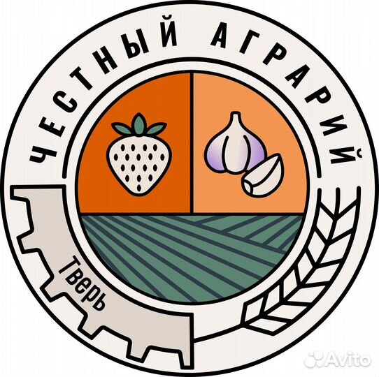 Чеснок Любаша для осенней посадки