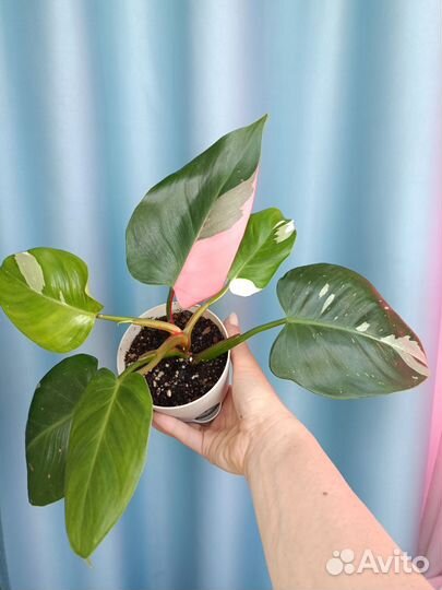 Филодендрон белая принцесса с розовым