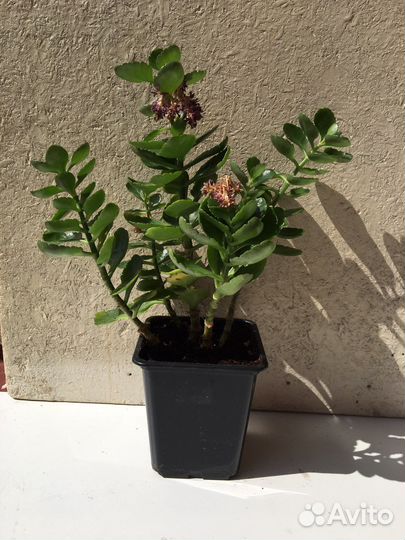 Комнатное растение Каланхоэ