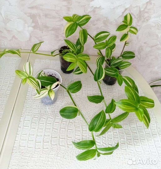 Традесканция