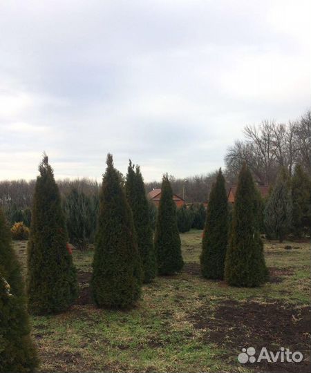 Туи Колумна крупномер