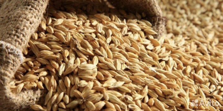 Зерно ячмень