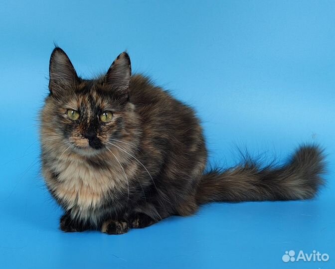 Молодая кошечка в дар