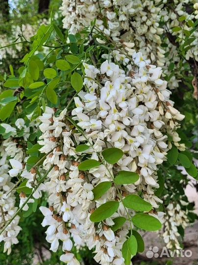 Чистейший мед Белой Акации