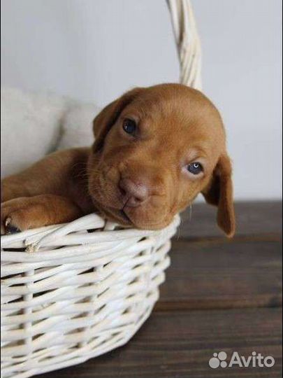 Щенки венгерской выжлы