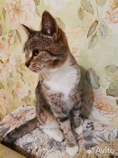 В добрые руки