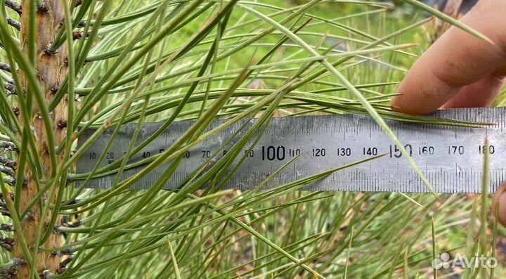 Саженцы сосны жёлтой (орегонской), трехлетки, зкс
