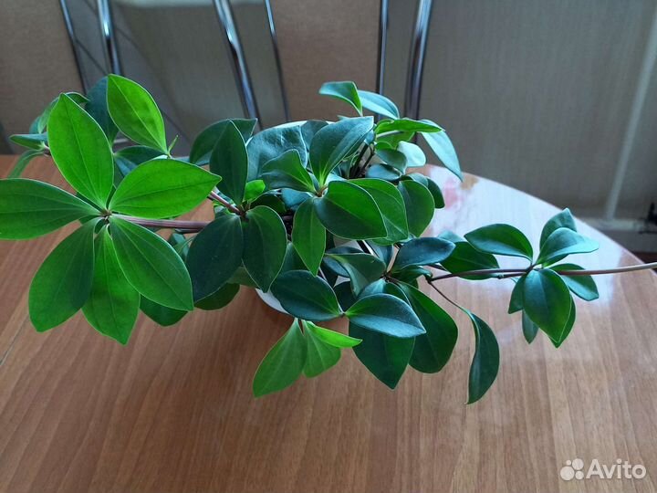 Пеперомия вар,глабелла,перескиелистнаяЗамиокулькас