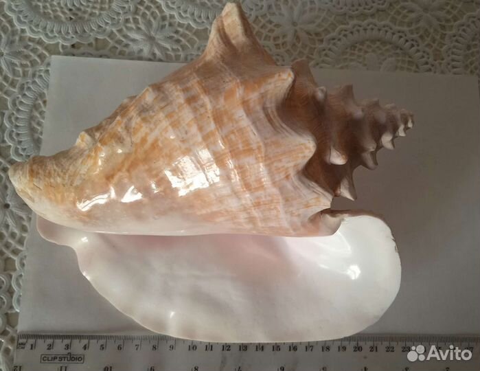 Морские раковины