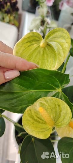 Комнатные цветы антуриум