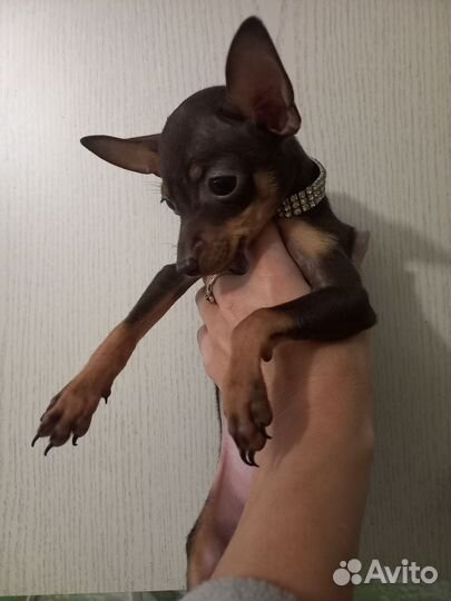 Мини той-терьер щенки