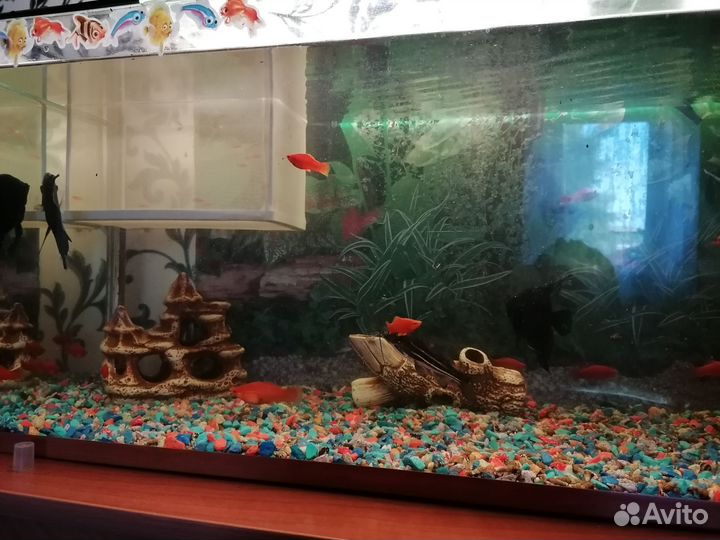 Аквариум с рыбками