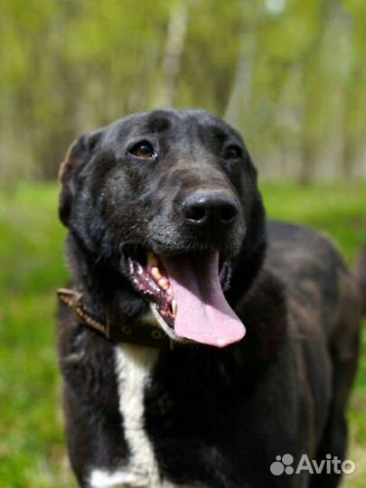 Собака-обнимака в добрые руки