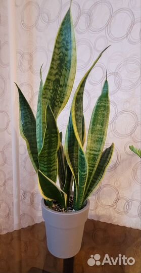 Сансевиерия, замиокулькас