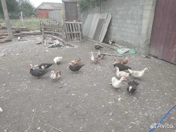 Утки и гуси