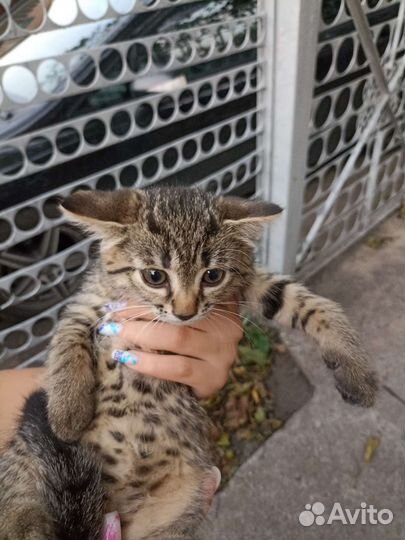 Б леопардовая кошка