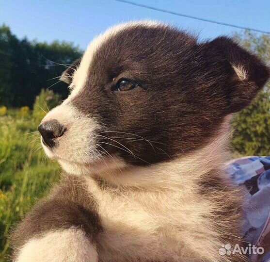 Озорная красотка