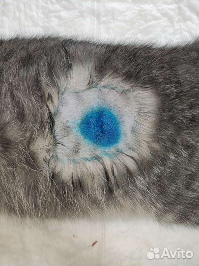 Кастрация кота. Стерилизация кошки