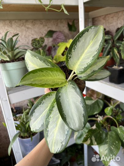 Аглаонема Уши слона
