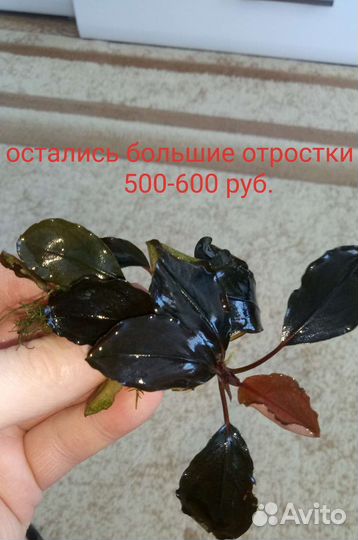 Буцефаландры