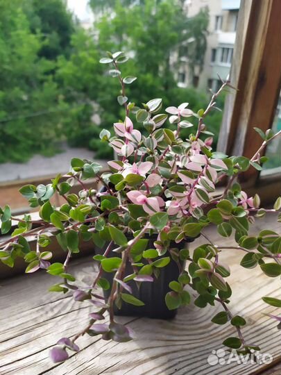 Каллизия Бьянка. Спатифиллум. Традесканция